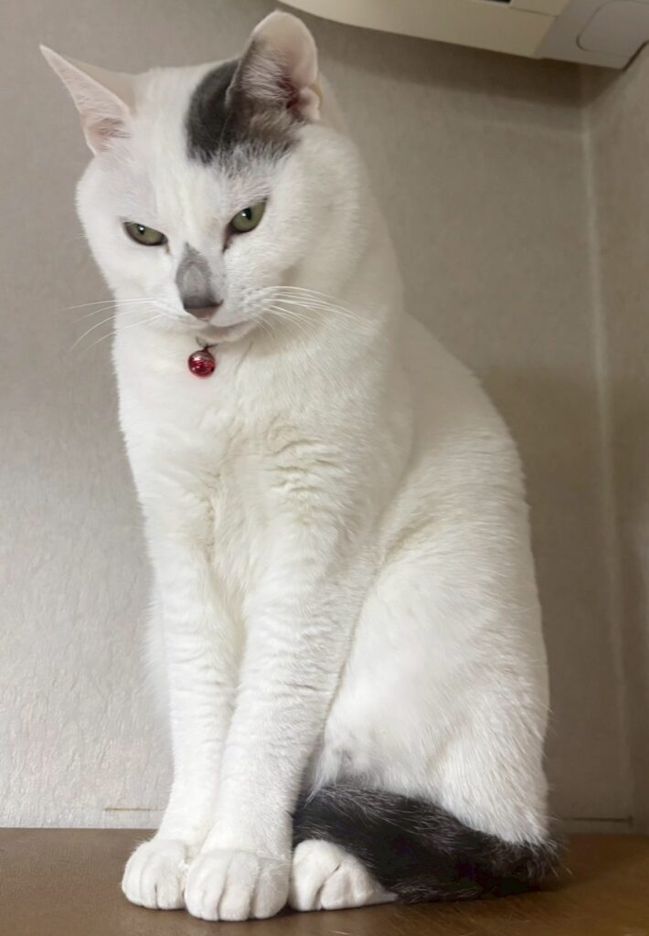 男性は30歳代初婚、女性は人気の20歳代初婚
2026年2月22日